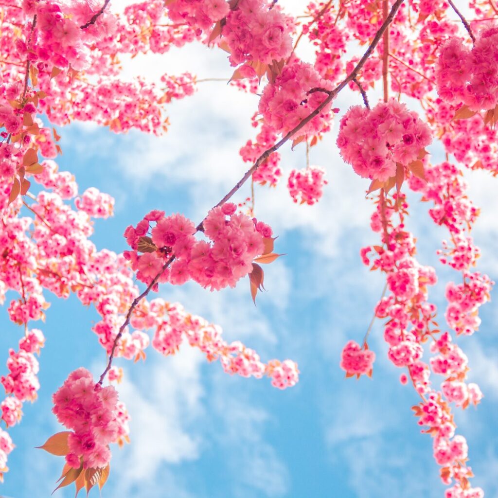 Pink blossom against a blue sky