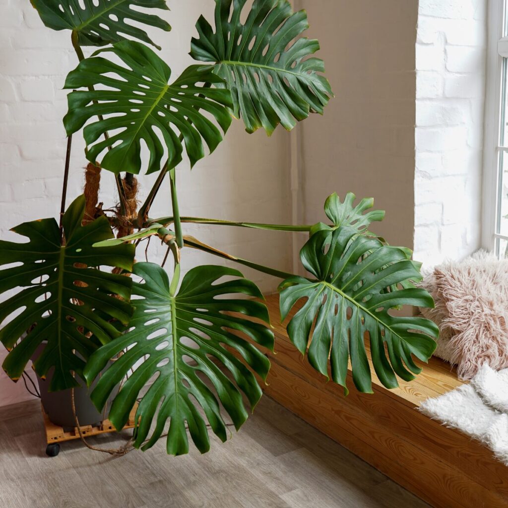 Large fiddle leaf fig plant in a minimalistic indoor setting.